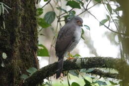 Image of Barred Forest Falcon