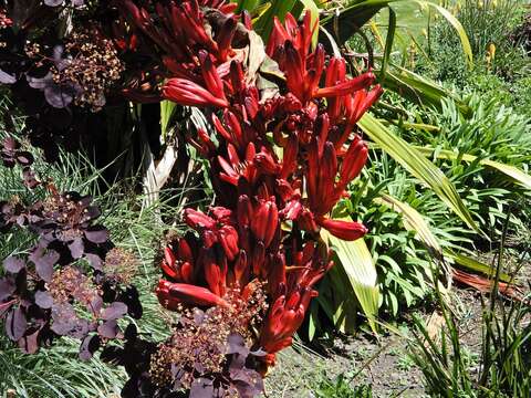 Image of Doryanthes palmeri W. Bull