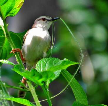 Sivun Prinia subflava pondoensis Roberts 1922 kuva