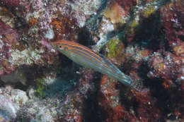 Image of Adorned wrasse