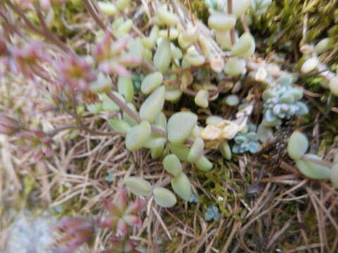 Image of thick-leaf stonecrop