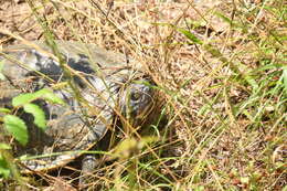 Image of Barbour's Map Turtle