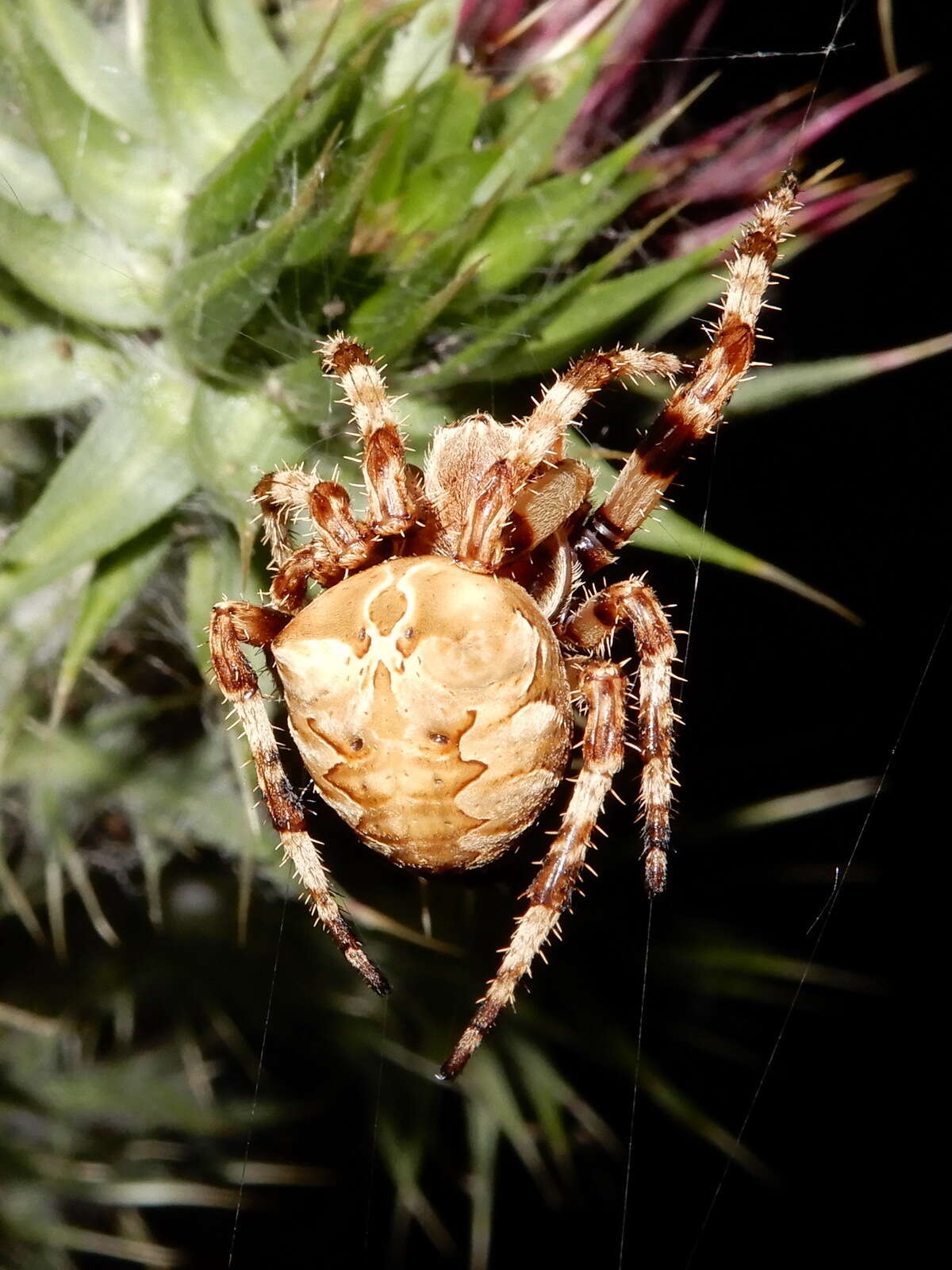 Image of Araneus grossus (C. L. Koch 1844)