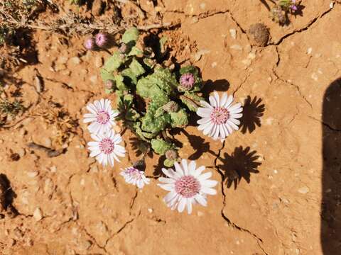 Image de Senecio varicosus L. fil.