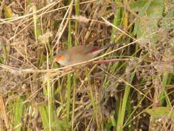 Image of Orange-cheeked Waxbill