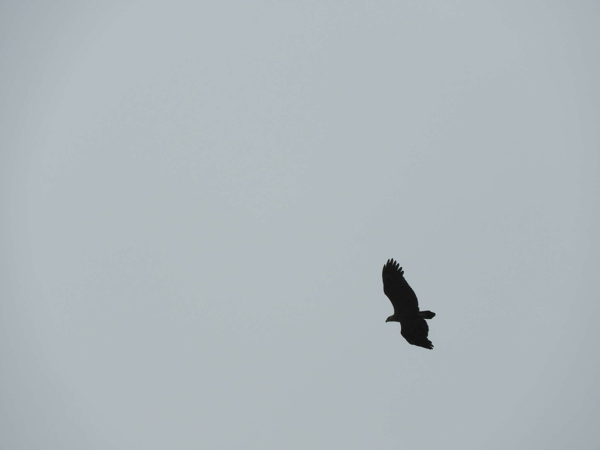 Image of Forest Fish Eagle