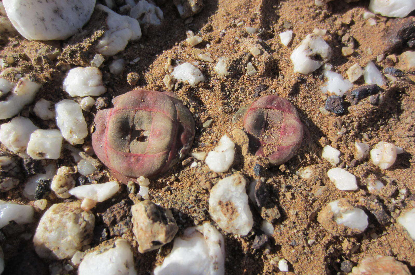 Image of Crassula columnaris subsp. columnaris