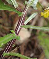 Image of Arctotis scabra Thunb.