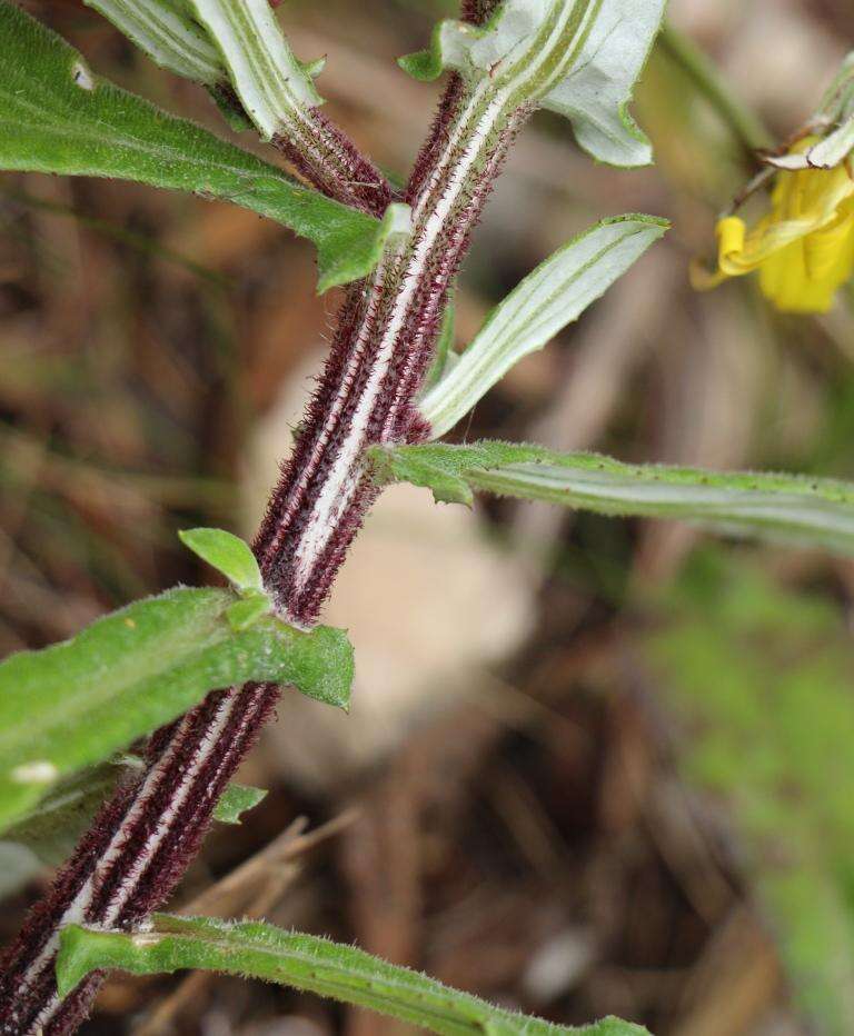 Image of Arctotis scabra Thunb.