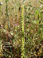 Image of Western Ladies'-Tresses