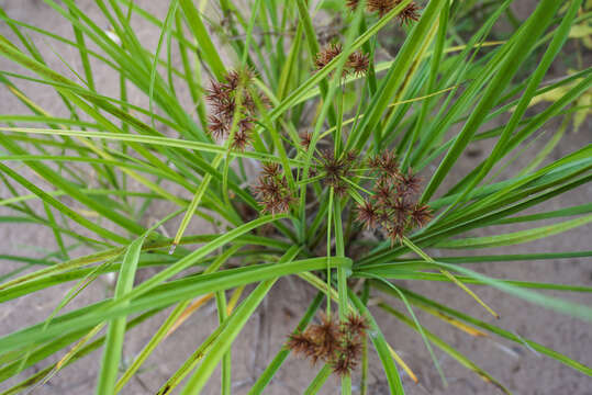 Слика од Cyperus compactus Retz.