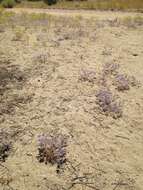 Imagem de Eriastrum pluriflorum subsp. pluriflorum