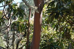 Imagem de Arbutus canariensis Duham.