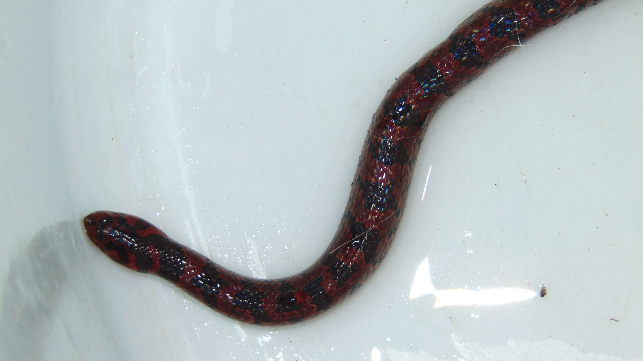 Image of Blotched Hooknose Snake