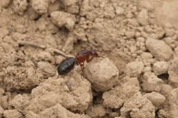 Image de Camponotus turkestanicus Emery 1887