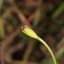 Image of Papaver albiflorum subsp. austromoravicum K. Kubat