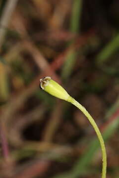 Image of Papaver albiflorum subsp. austromoravicum K. Kubat