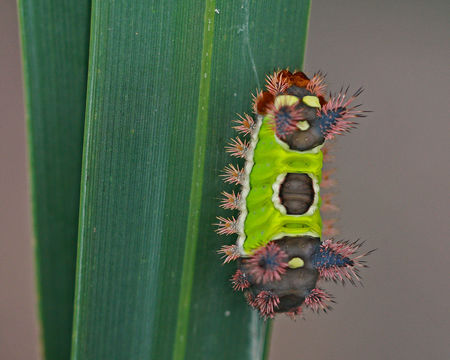 Image of <i>Sibine stimulea</i> Clemens 1860