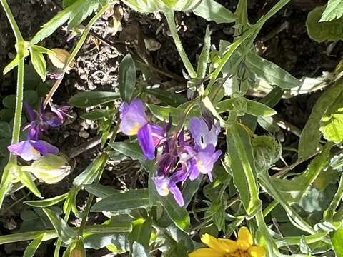 Image of Linaria ricardoi Coutinho