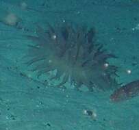 Image of Fernald brooding anemone