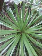 Agave gracielae Galvan & Zamudio resmi