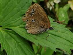 Image of False Ringlet