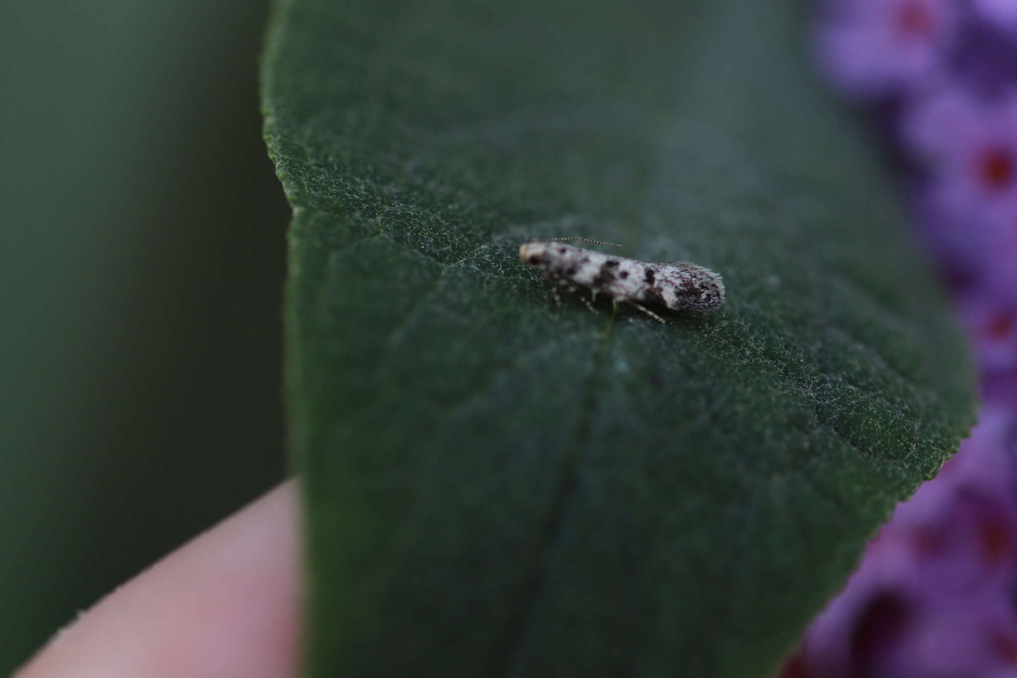 Image of Chionodes electella Zeller 1839