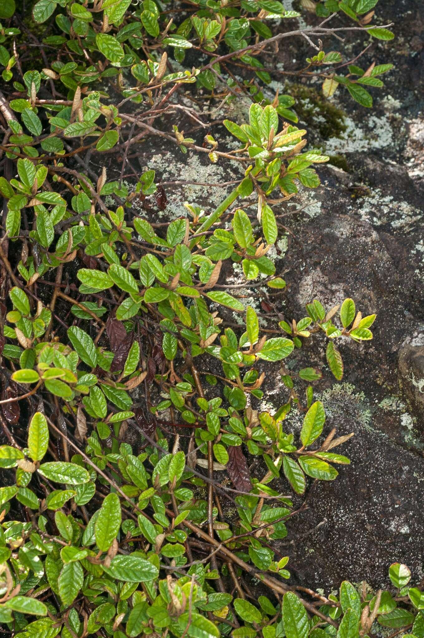 Plancia ëd Pomaderris paniculosa subsp. novaezelandiae (L. B. Moore) N. G. Walsh