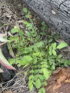 Imagem de Astragalus villosus Michx.