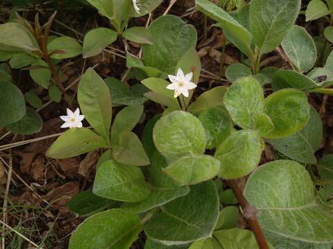 Image of arctic starflower