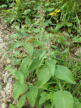 Sivun Stachys alpina L. kuva