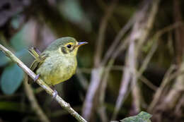 Phylloscartes oustaleti (Sclater & PL 1887)的圖片