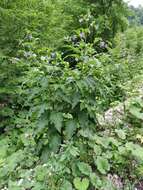 Image of prickly comfrey