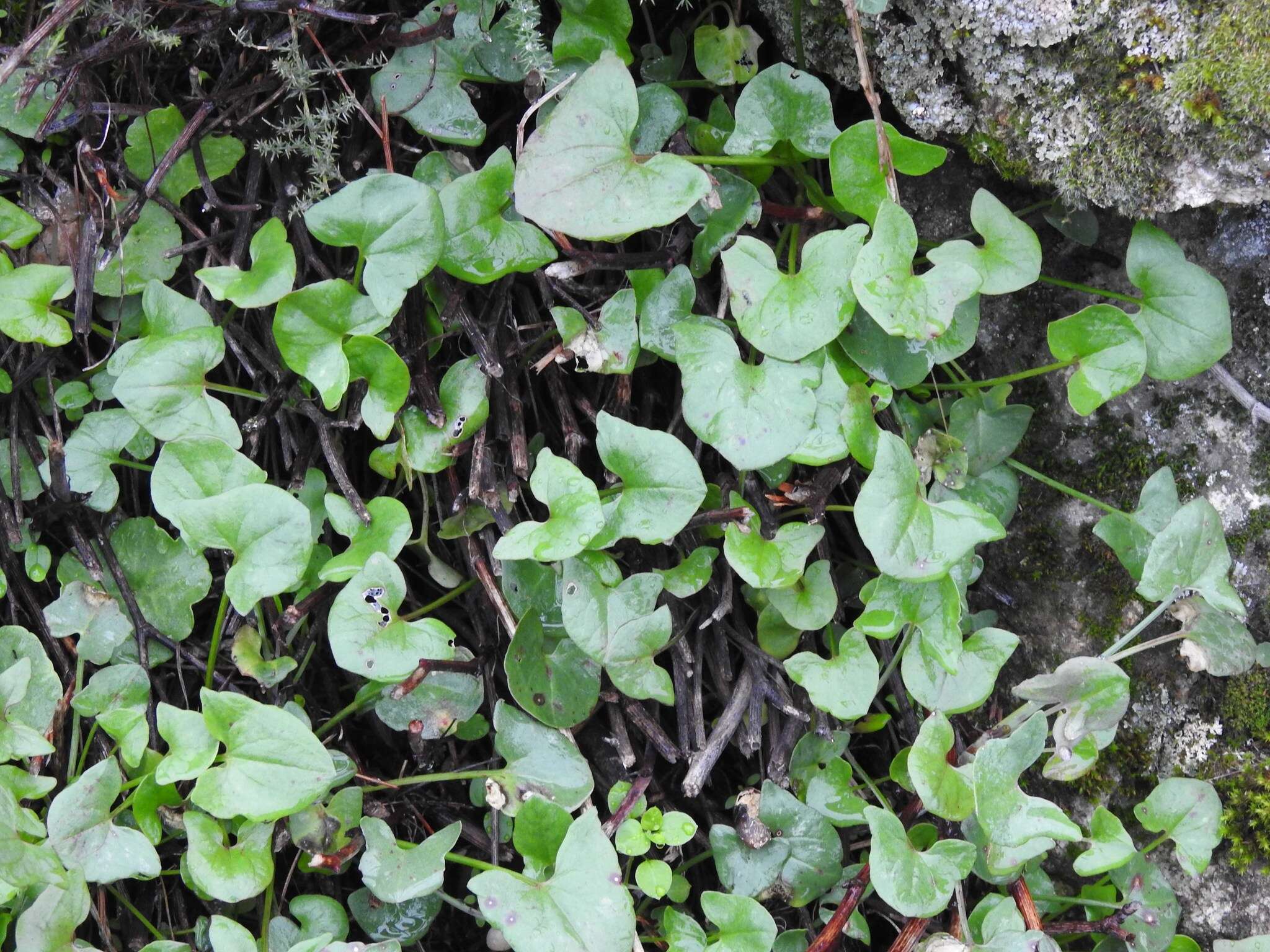 Image of Rumex induratus Boiss. & Reuter