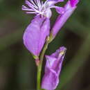 Imagem de Polygala boissieri Cosson