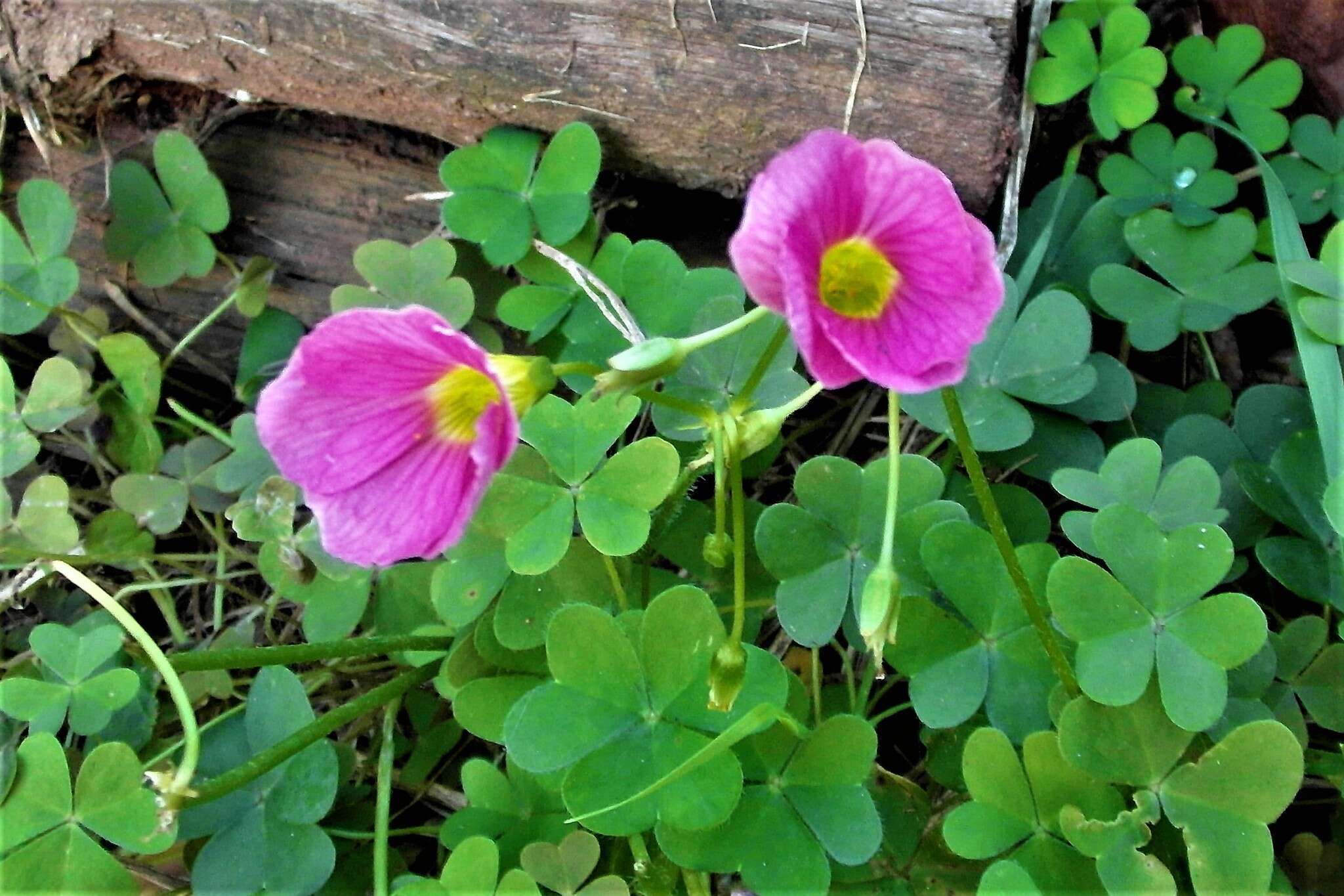 Image of Common pink sorrel