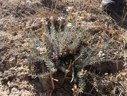 Image de Reaumuria alternifolia (Labill.) Britten