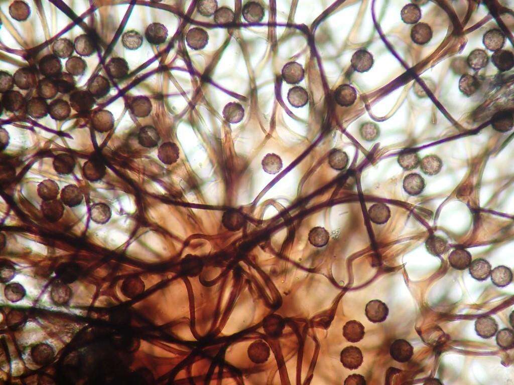 Image of Lamproderma cristatum
