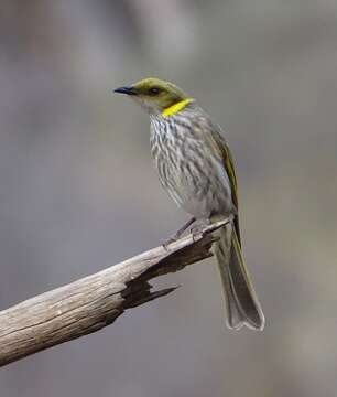 Image of Yellow-plumed Honeyeater