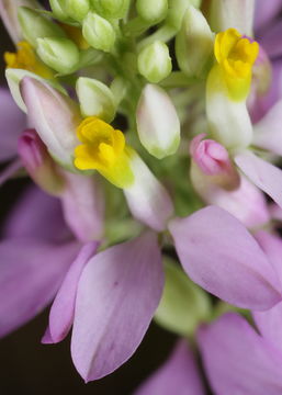 Image of Curtiss' milkwort