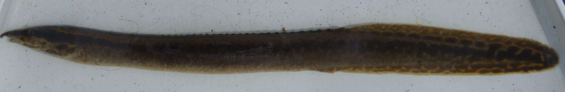 Image of East african spiny eel