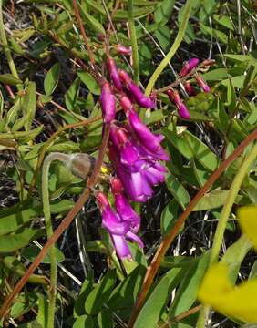 Plancia ëd Hedysarum hedysaroides subsp. arcticum (B. Fedtsch.) P. W. Ball