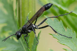 Image of Ammophila pubescens Curtis 1836