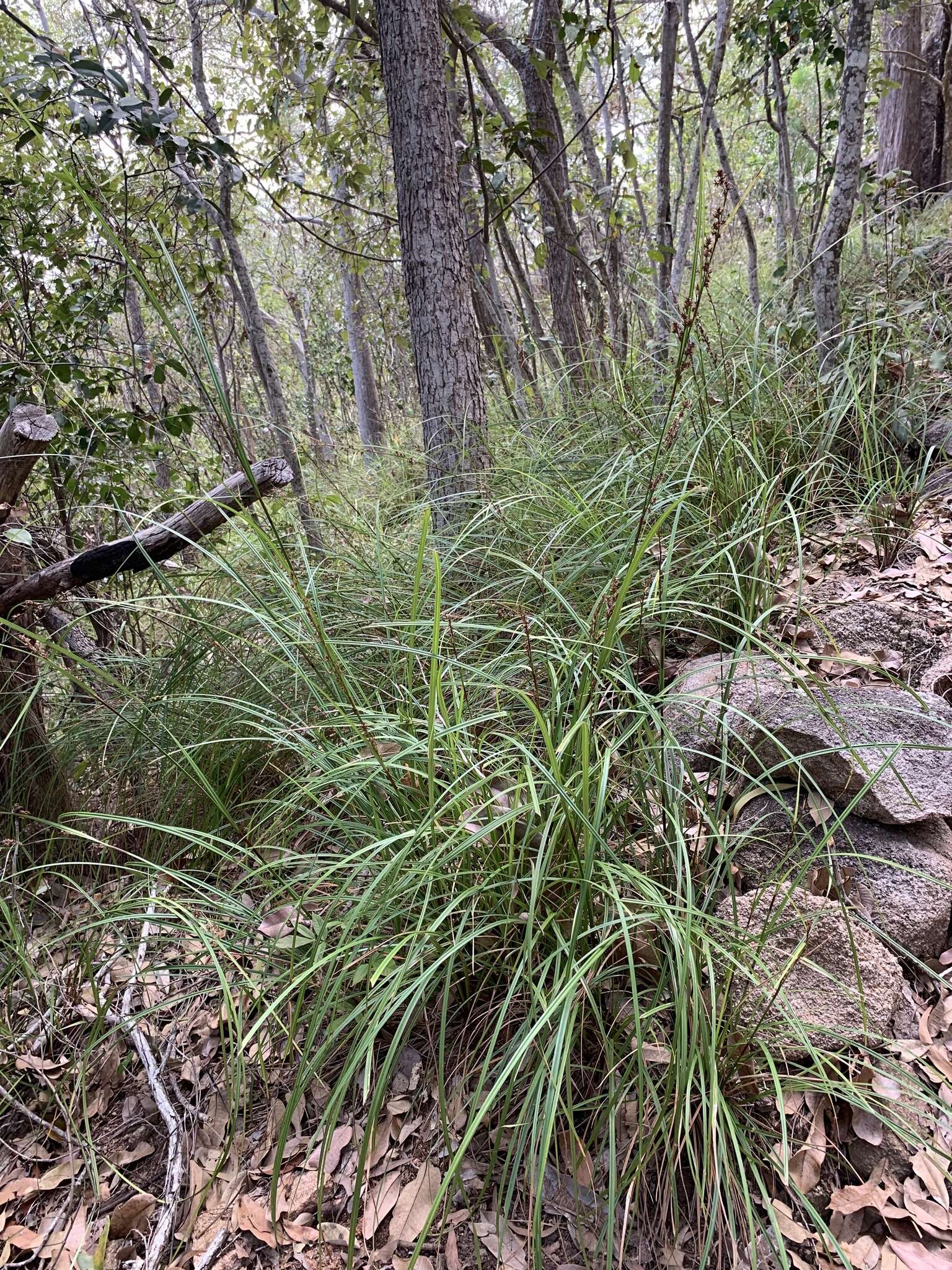 Image of Scleria sphacelata F. Muell.