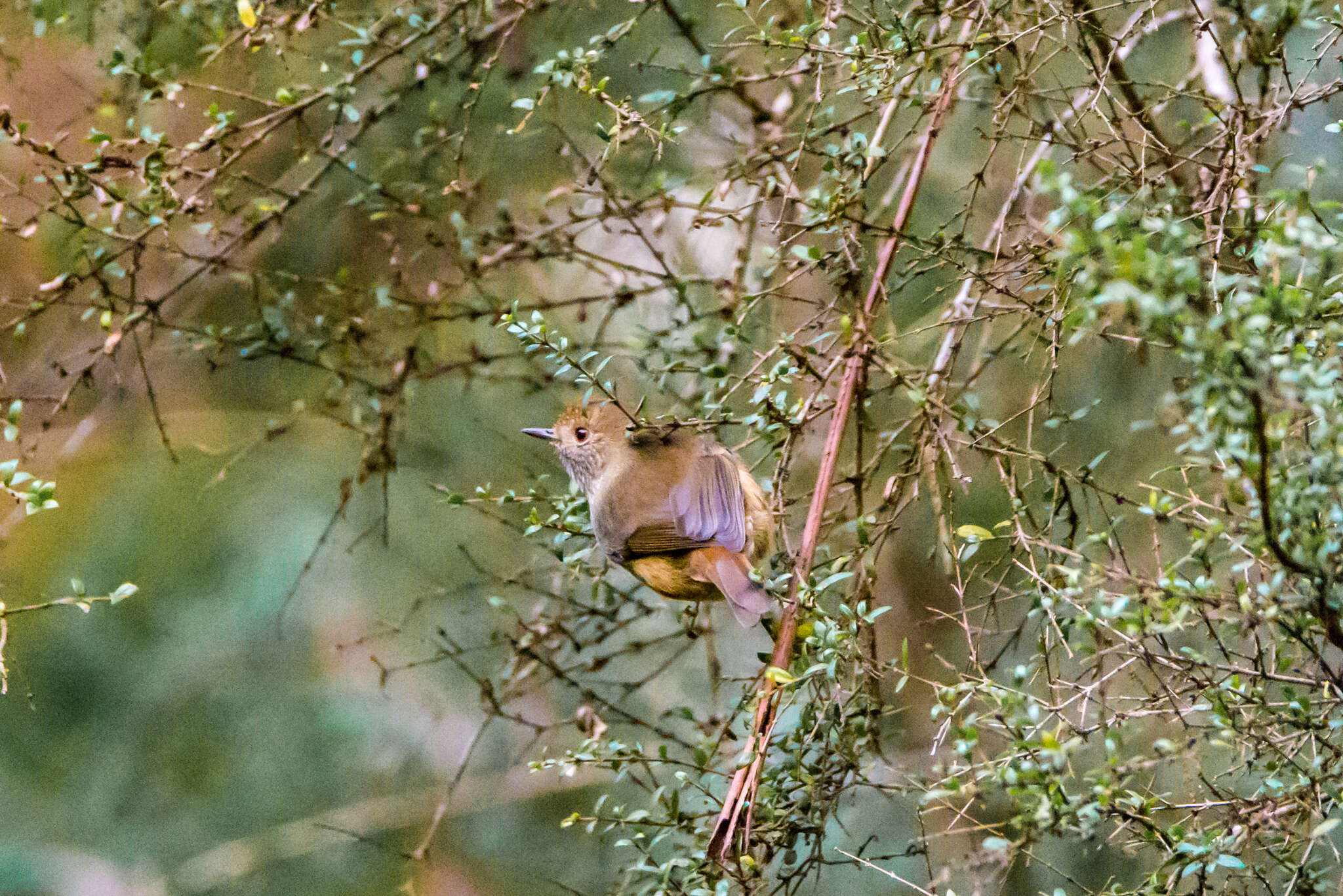 Image of Brown Thornbill