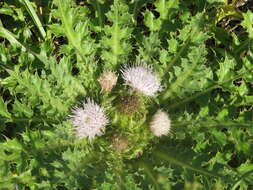 Plancia ëd Cirsium roseolum Z. S. Gorlacheva