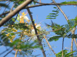 Image of Creamy Peacock Flower