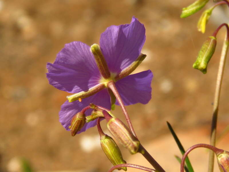 Image of Heliophila suavissima Burch. ex DC.