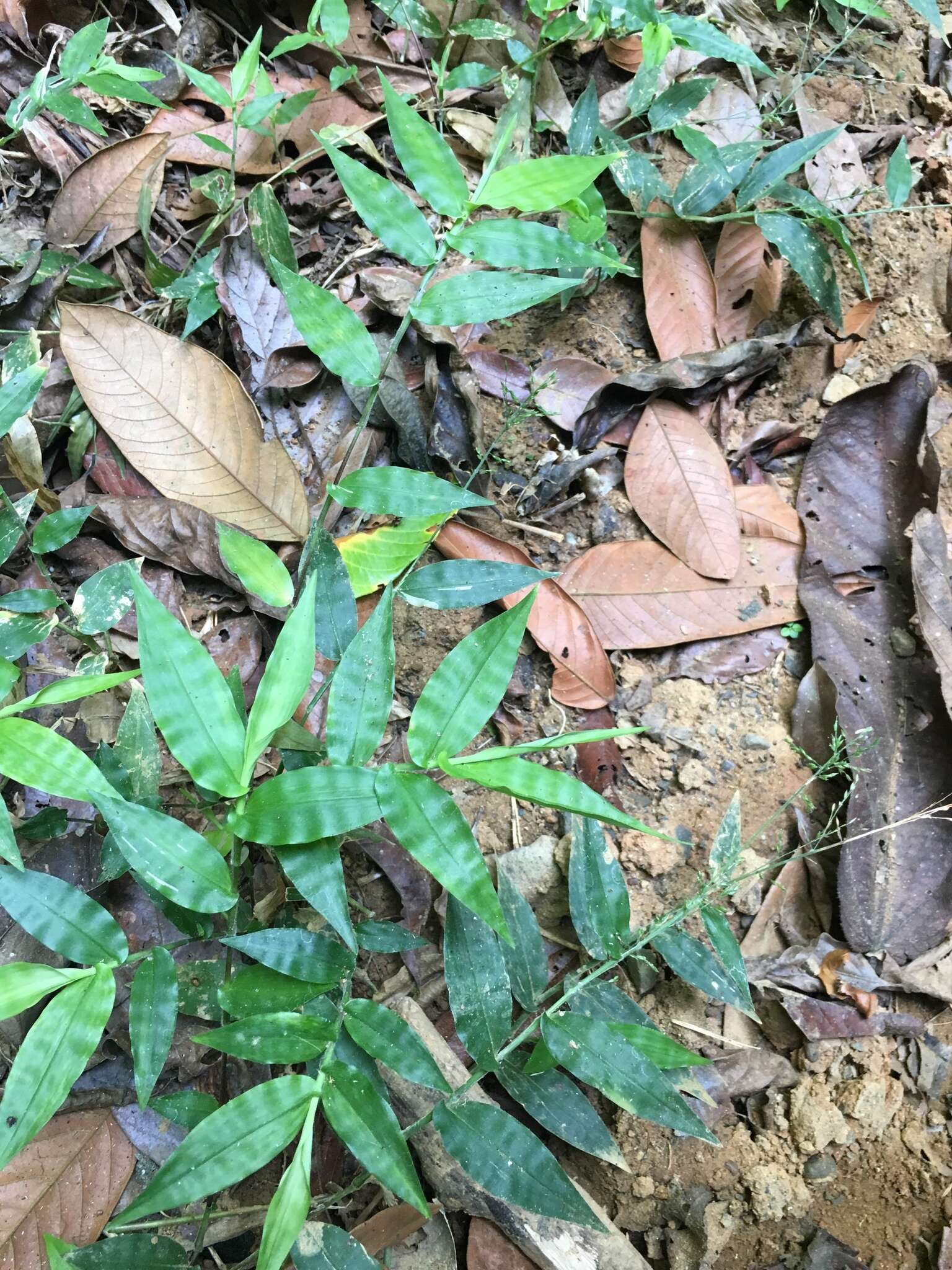 Image of Wavyleaf Basketgrass