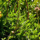 Image of Scapisenecio pectinatus var. major (F. Muell. ex Belcher) Schmidt-Leb.